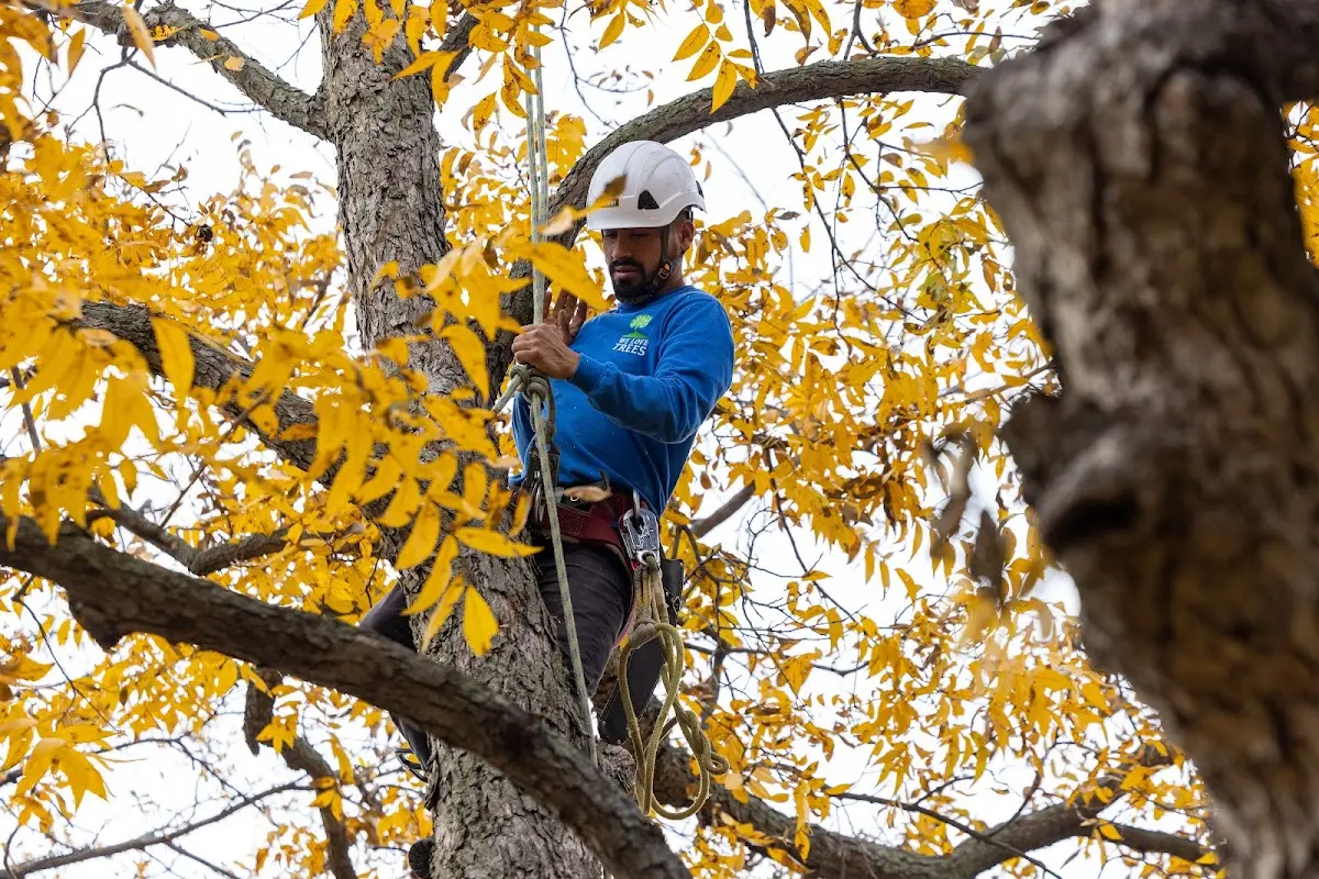 Skilled Storm Damage Cleanup crew working in Troy
